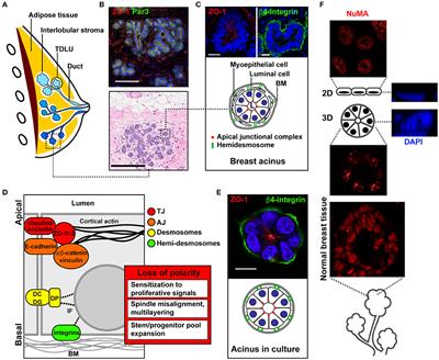 Radial Profile Analysis of Epithelial Polarity in Breast Acini: A Tool for Primary (Breast) Cancer Prevention